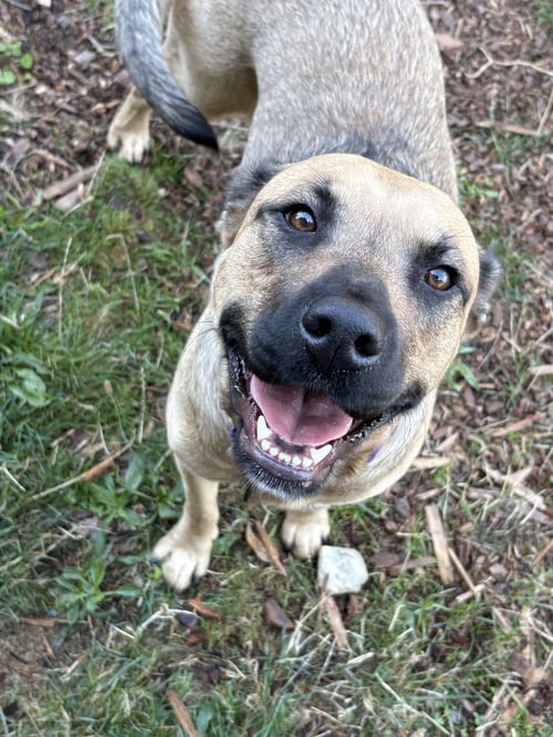 MARA - Labrador Retriever available for adoption