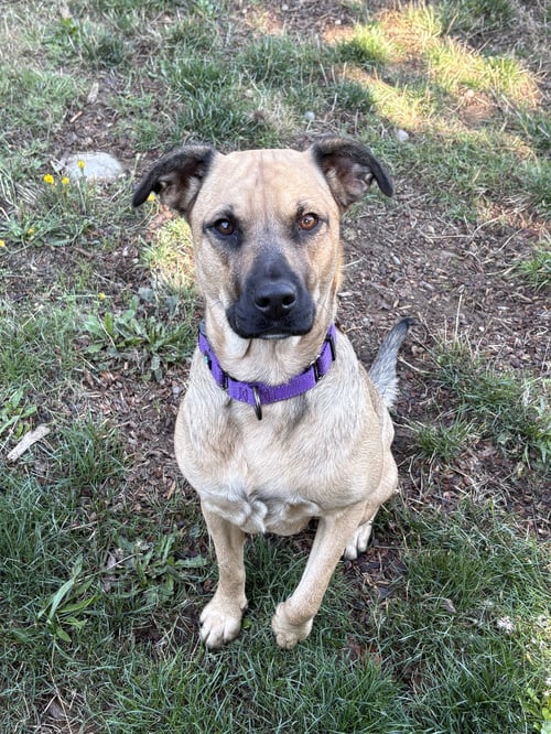 MARA - Labrador Retriever available for adoption
