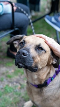 Mara - Photo 5