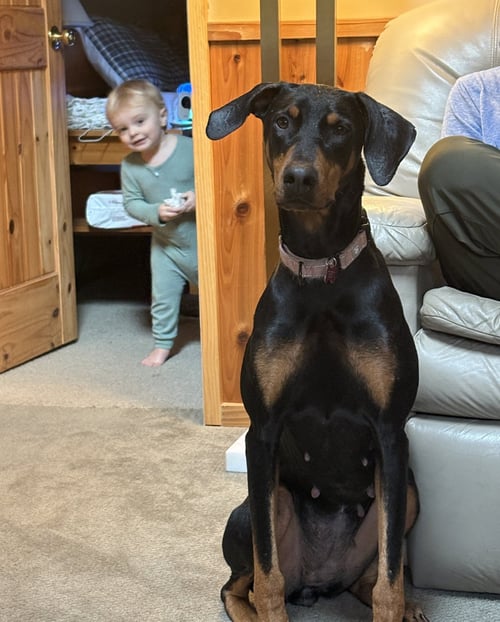 TAYLOR - Doberman Pinscher for adoption in Seattle