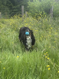 Brinnon - Photo 3