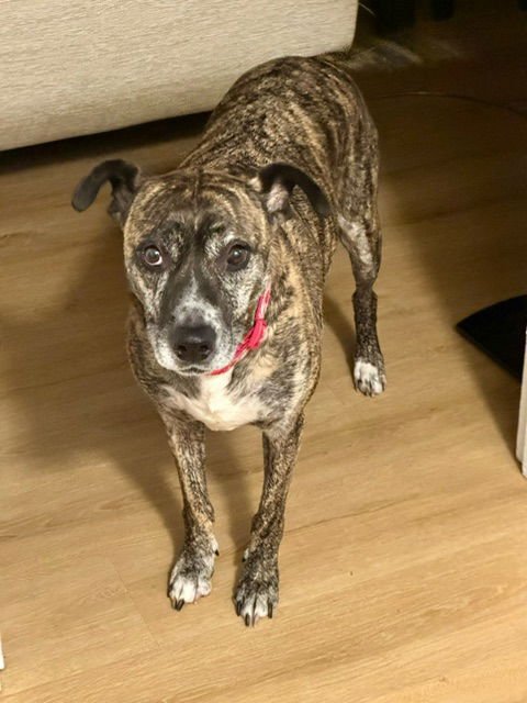 TRIXIE - Whippet / Terrier available for adoption