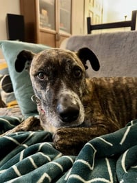 Trixie - Photo 6