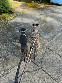 Trixie - Photo 10