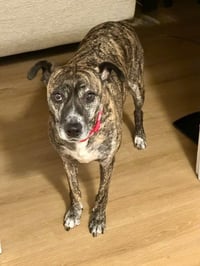 Trixie - Photo 4