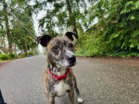 Trixie - Photo 8