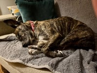 Trixie - Photo 7