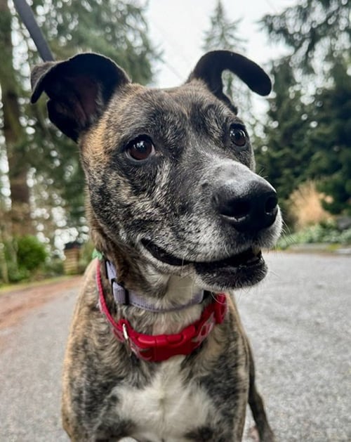 TRIXIE - Whippet / Terrier for adoption in Seattle