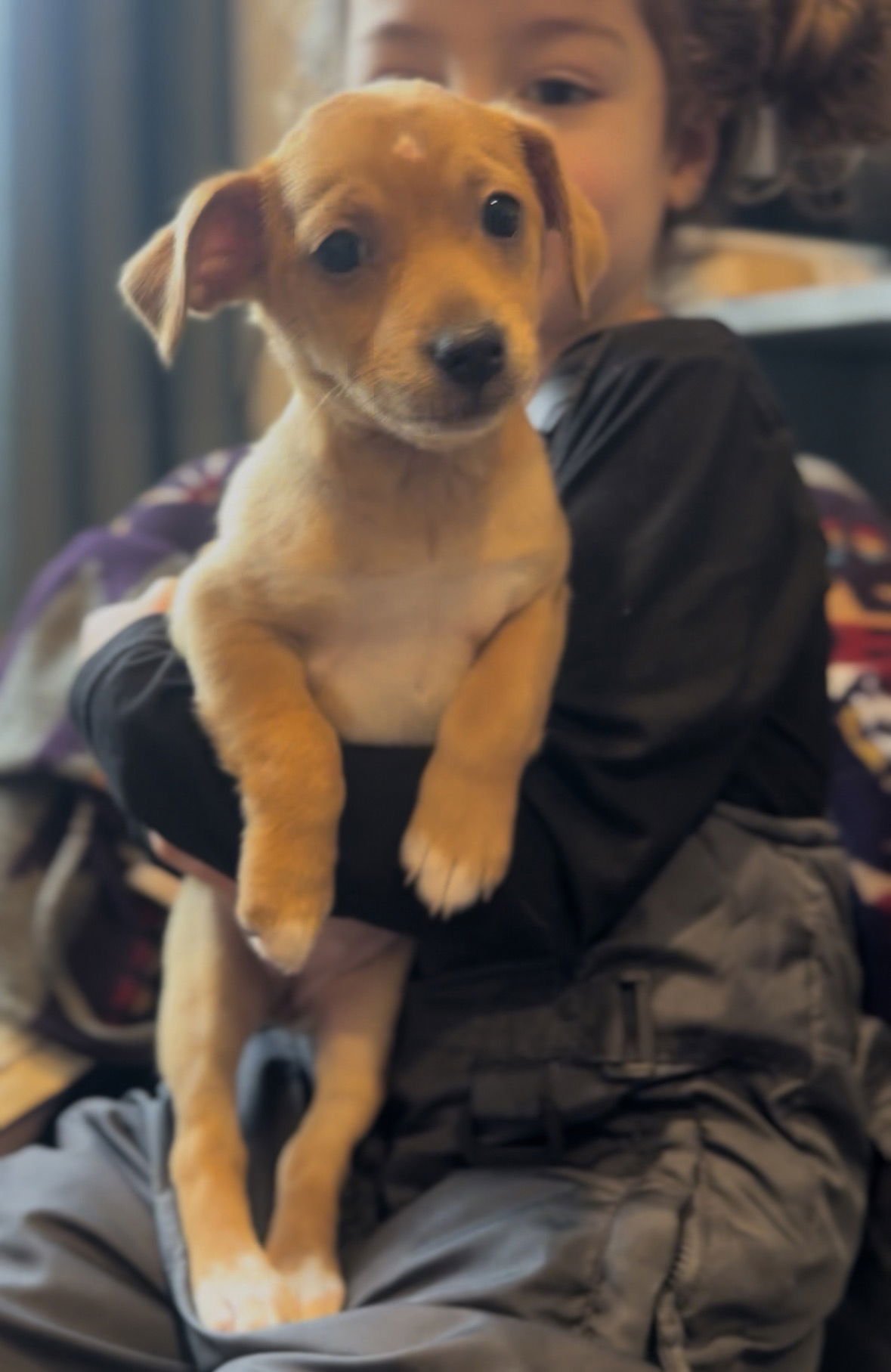 YZMA - ADOPTION PENDING - Chihuahua / Dachshund available for adoption