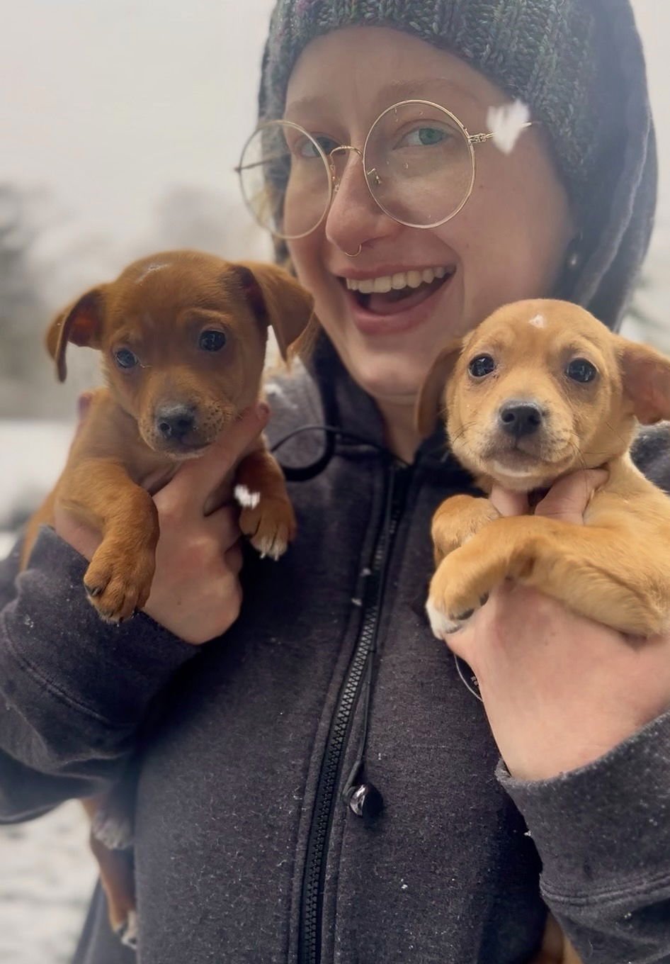 YZMA - ADOPTION PENDING - Chihuahua / Dachshund available for adoption