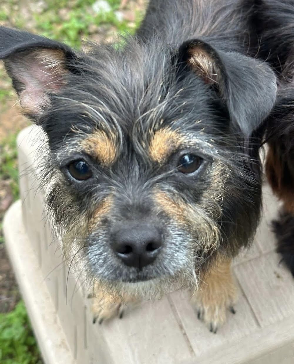 * MOMO - PENDING - Terrier available for adoption
