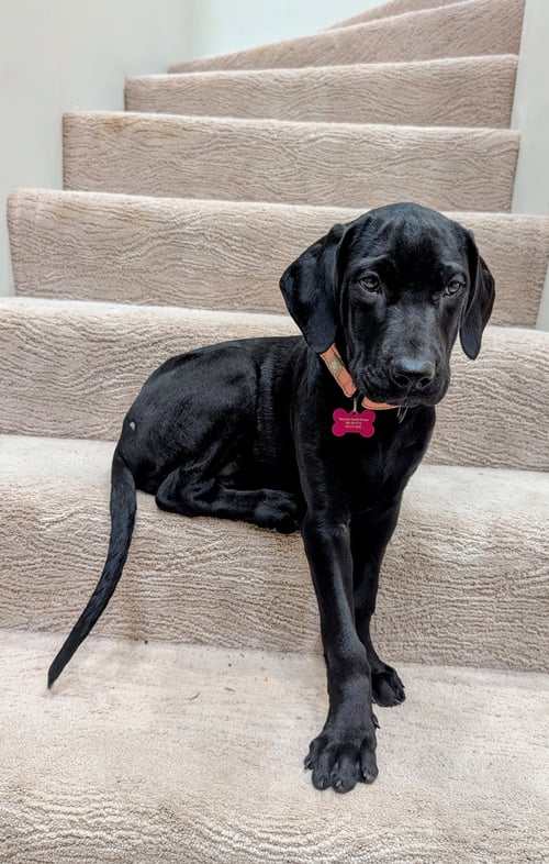 ARVIS - Labrador Retriever / Mastiff available for adoption