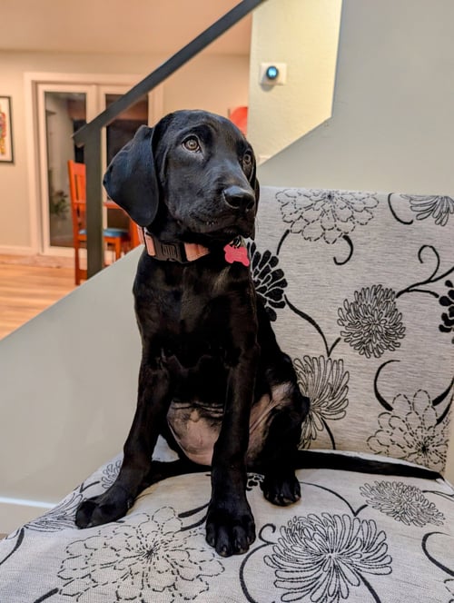 ARVIS - Labrador Retriever / Mastiff available for adoption