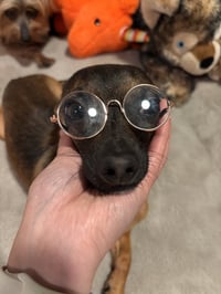 Cooper - Photo 11