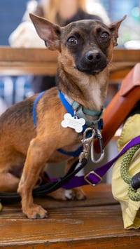 Cooper - Photo 14