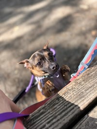 Cooper - Photo 7