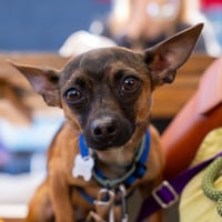 Cooper - Photo 13