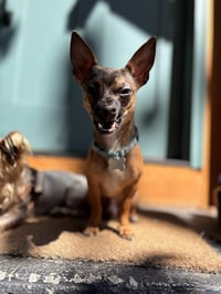 Cooper - Photo 4