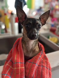 Cooper - Photo 9