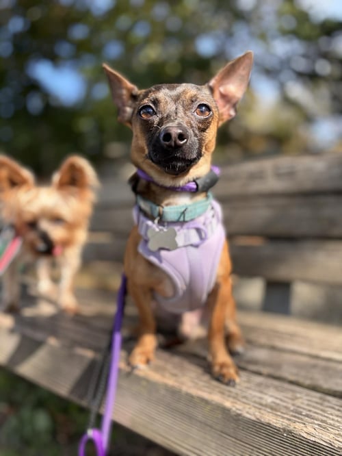 COOPER - Chihuahua available for adoption