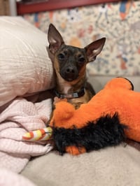 Cooper - Photo 10