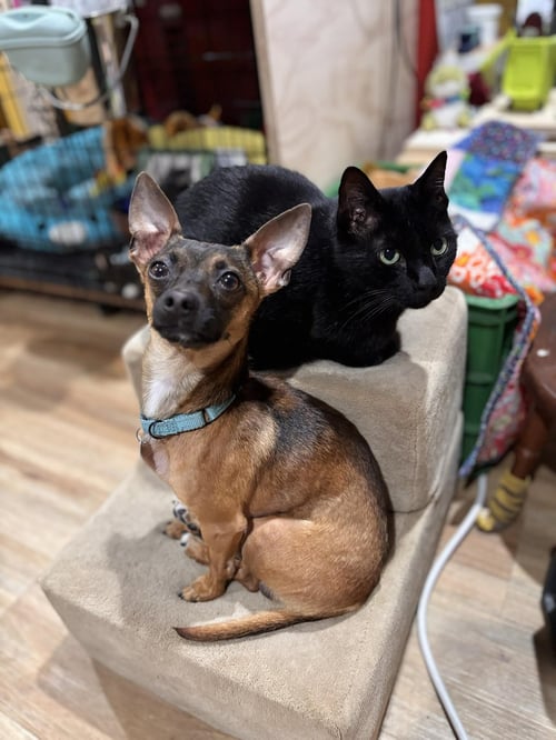 COOPER - Chihuahua available for adoption