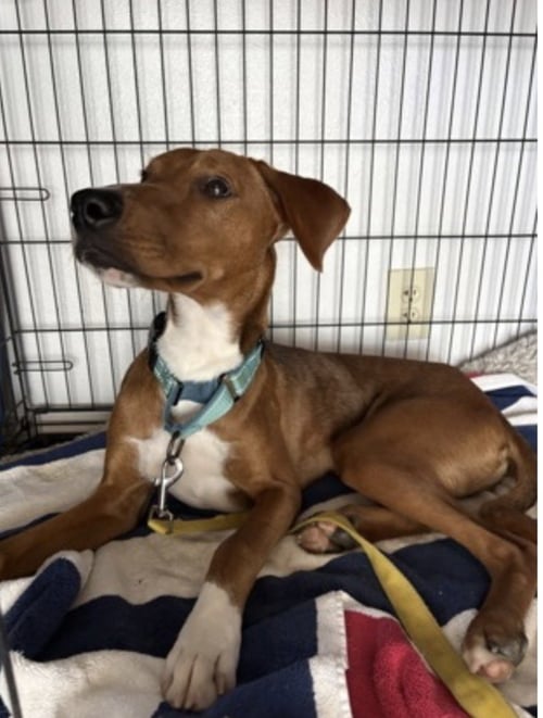 BESO - Hound available for adoption