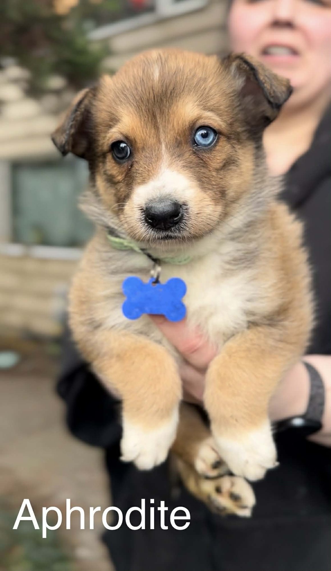 APHRODITE - German Shepherd Dog / Belgian Shepherd Malinois available for adoption