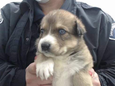 APHRODITE - German Shepherd Dog / Belgian Shepherd Malinois available for adoption