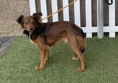 TOAST - Chihuahua available for adoption