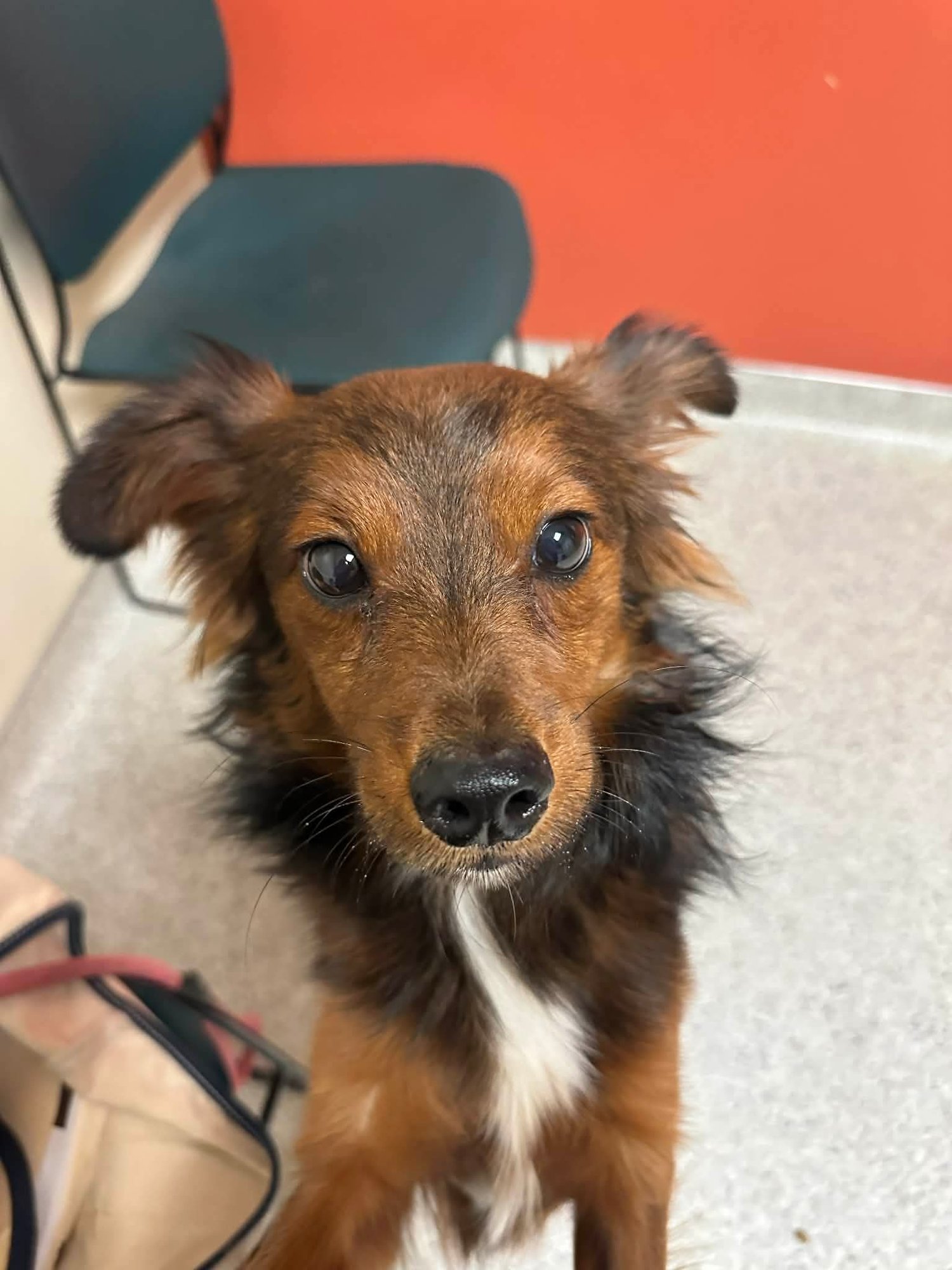 TOAST - Chihuahua available for adoption