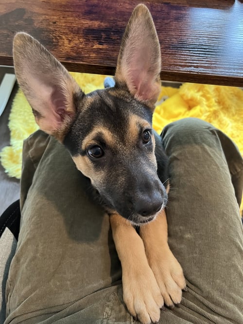 JOHANA - ADOPTION PENDING