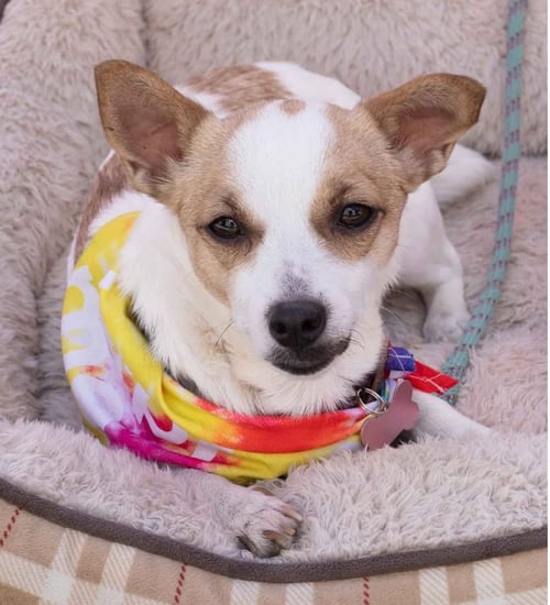 LEMON - Chihuahua available for adoption