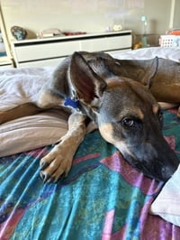 Charlie Girl - Photo 8