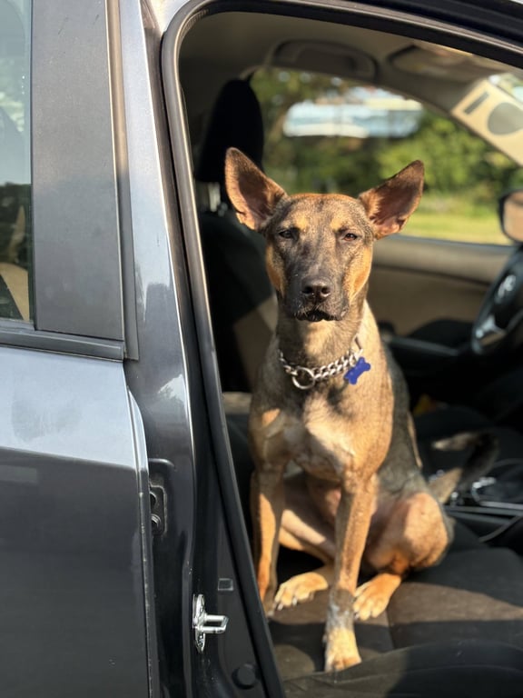Charlie Girl Image