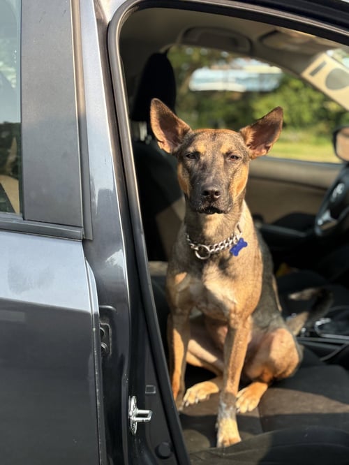 CHARLIE GIRL - Whippet / Belgian Shepherd Malinois available for adoption