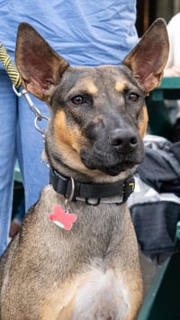 Charlie Girl - Photo 5