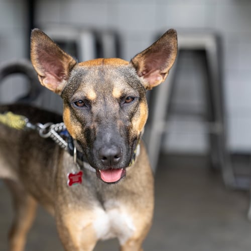 CHARLIE GIRL - Whippet / Belgian Shepherd Malinois available for adoption