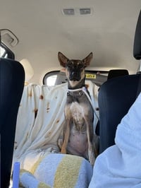 Charlie Girl - Photo 11