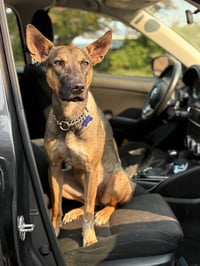 Charlie Girl - Photo 12