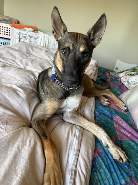 CHARLIE GIRL - Whippet / Belgian Shepherd Malinois available for adoption