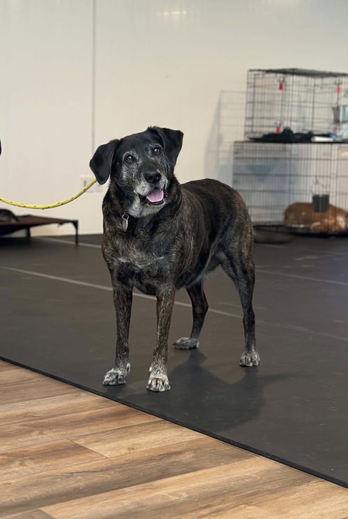 TAZ - Plott Hound available for adoption