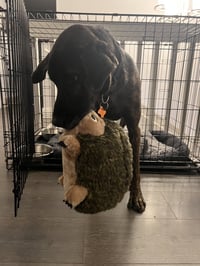 Taz - Photo 11