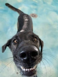 Taz - Photo 12