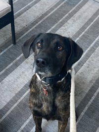 Taz - Photo 14