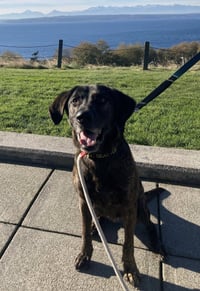 Taz - Photo 15