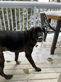 Taz - Photo 3