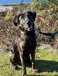 Taz - Photo 6