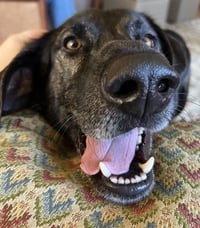 Taz - Photo 8