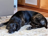 Taz - Photo 9